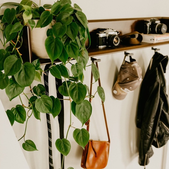 Urban Outfitters Other - Heartleaf philodendron cutting